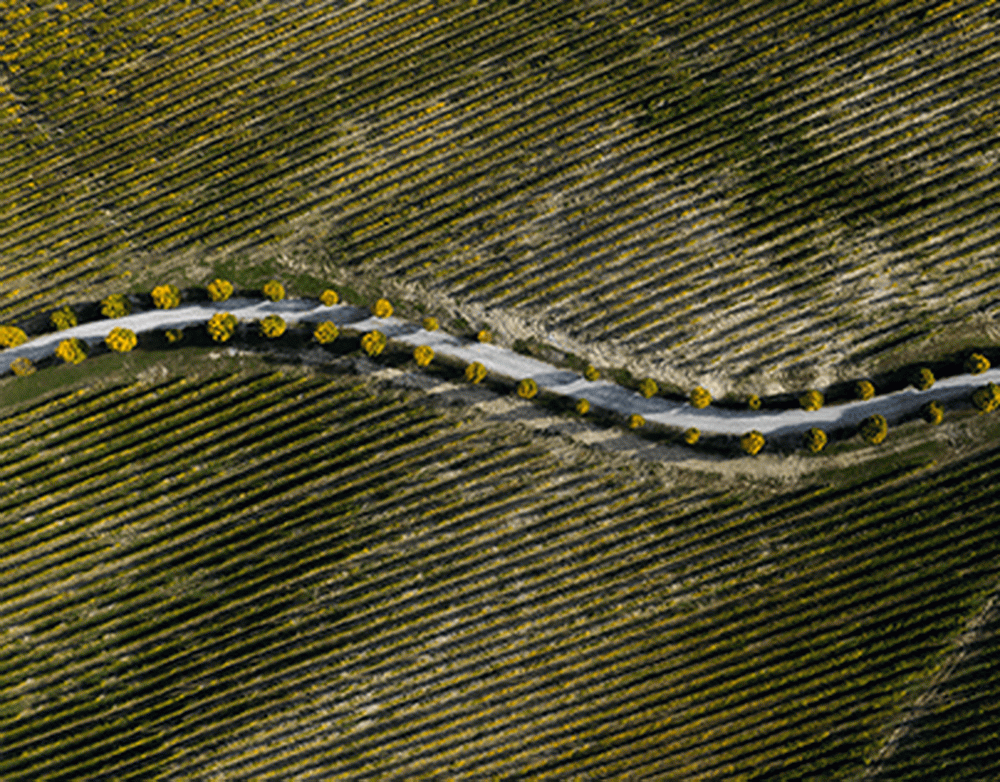 Израиль разжигает бунт против Хамаса // Клановые группировки сектора Газа мобилизуют свои силы